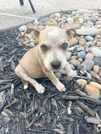 Dolly - Photo 3