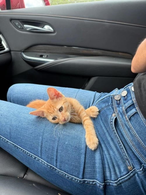 GINGIE - Domestic Short Hair available for adoption