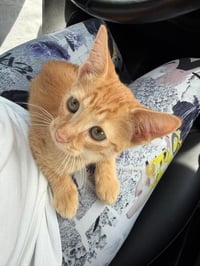Gingie - Photo 4