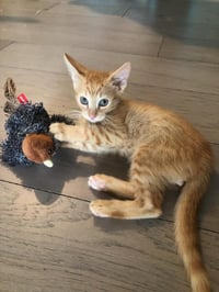 Gingie - Photo 3