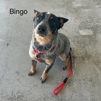 Bingo - Photo 2