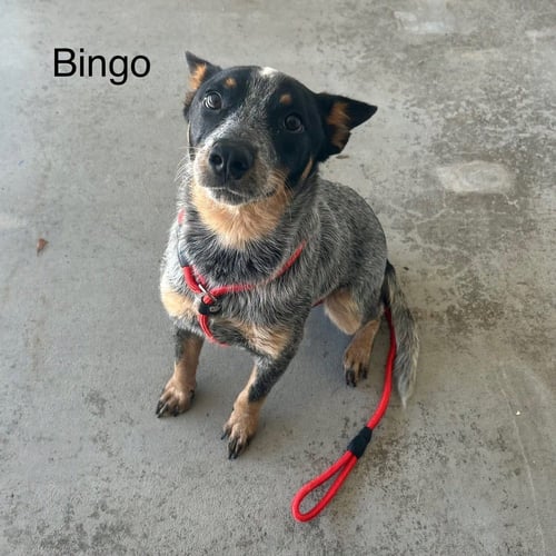 BINGO - Australian Cattle Dog/Blue Heeler available for adoption