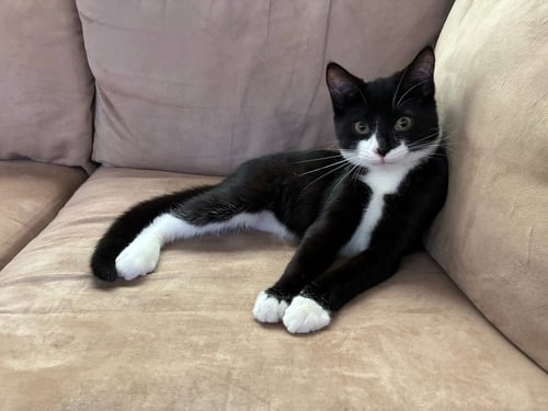 ORION - Domestic Short Hair available for adoption