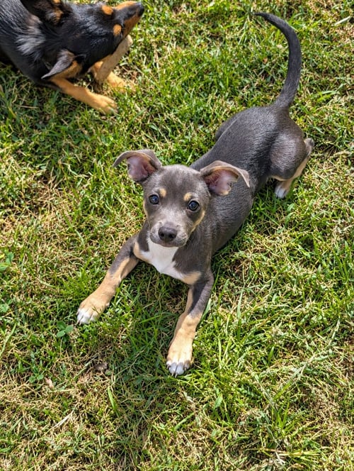 STU - Chihuahua / Dachshund available for adoption