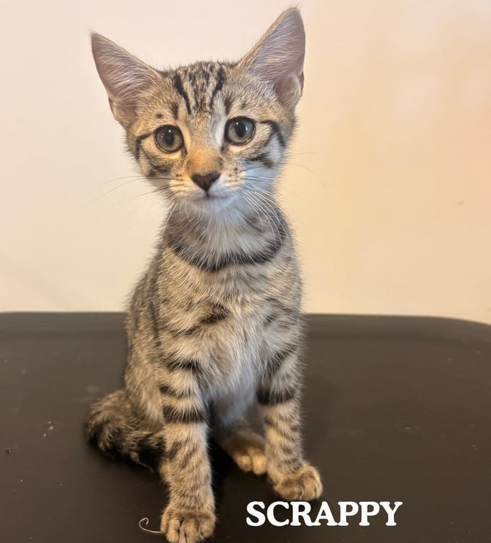Scrappy Image