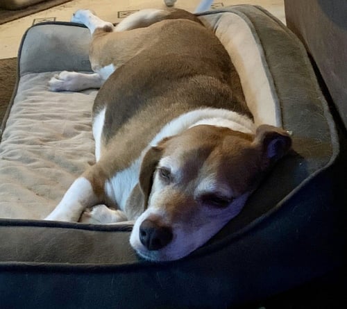 JACKSON - Beagle available for adoption