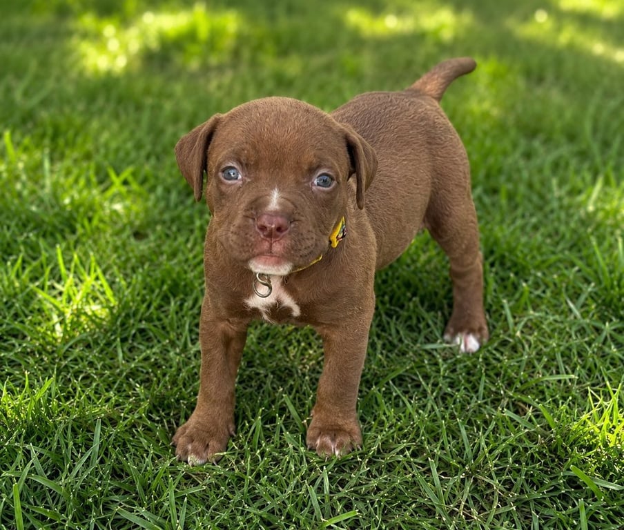 Chance Clay (Brownie) Image