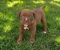 Chance Clay (Brownie) - Photo 1