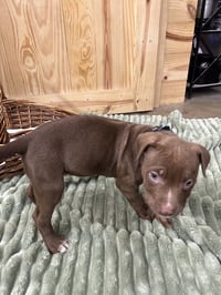 Chance Clay (Brownie) - Photo 3