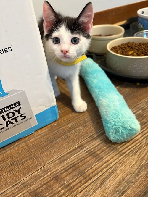 TWIZZLER - Domestic Short Hair available for adoption
