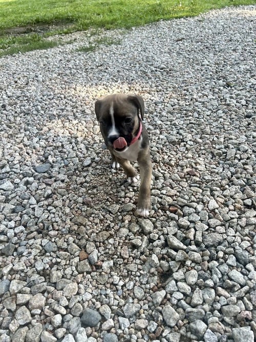 LAYLA BROOKE - Schnauzer available for adoption
