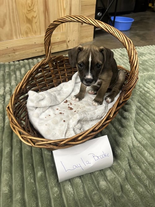 LAYLA BROOKE - Schnauzer available for adoption