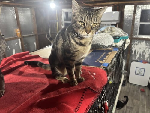 MARBLES - Domestic Short Hair available for adoption