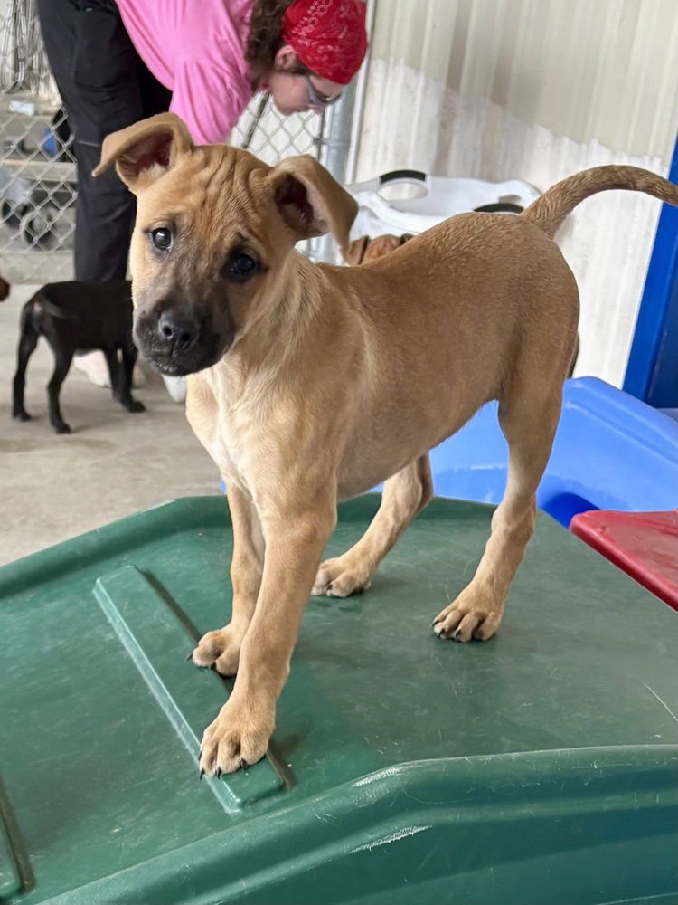 TANNER - Redbone Coonhound / Hound available for adoption