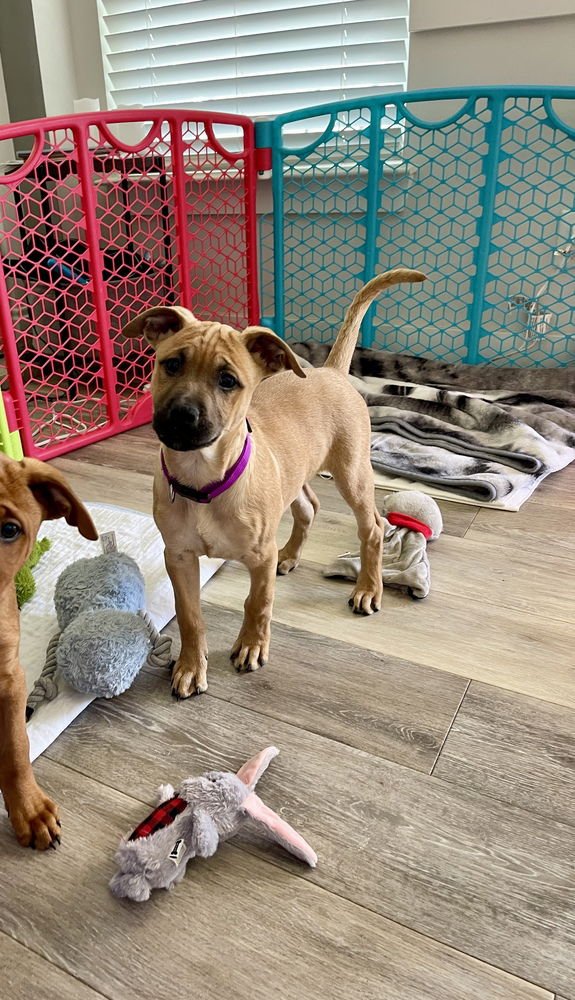 TANNER - Redbone Coonhound / Hound available for adoption