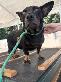 Gabby - Photo 4