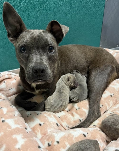 BELLE - French Bulldog available for adoption