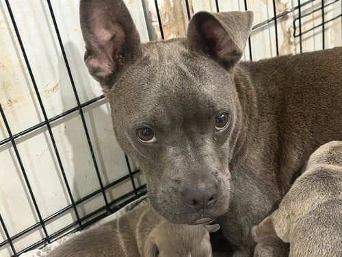 BELLE - French Bulldog available for adoption