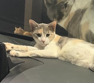 BRANCH - Domestic Short Hair available for adoption