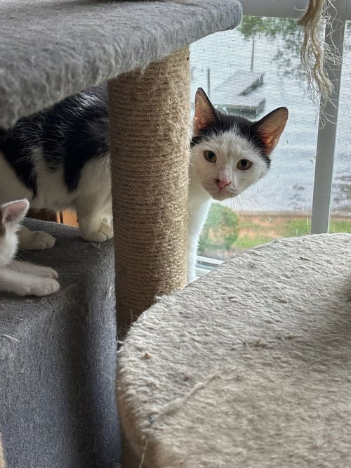 CLARABELL - Domestic Short Hair available for adoption