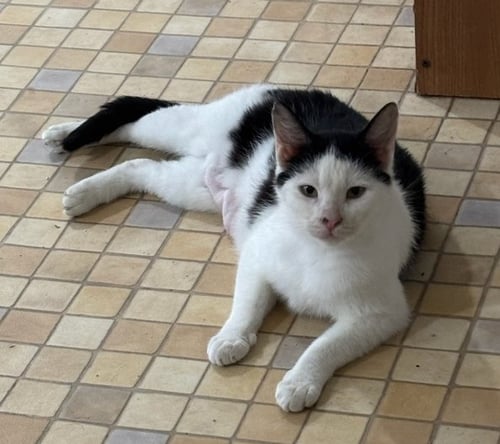CLARABELL - Domestic Short Hair available for adoption