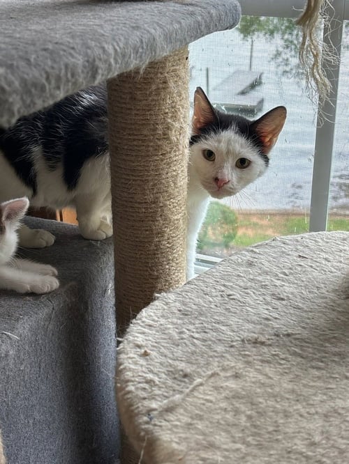 CLARABELL - Domestic Short Hair available for adoption