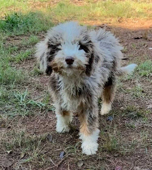 ADELAIDE - Poodle (unknown type) available for adoption
