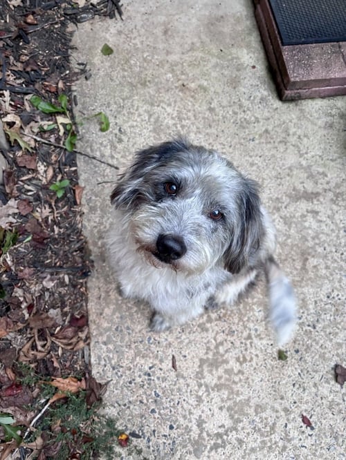 BUDDY - Old English Sheepdog available for adoption