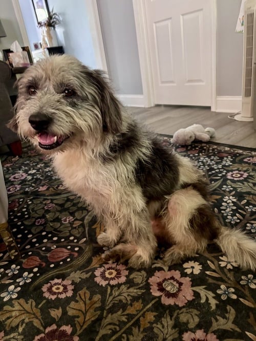 BUDDY - Old English Sheepdog available for adoption