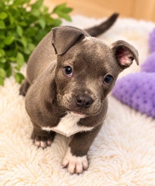 ANGELIQUE - French Bulldog available for adoption