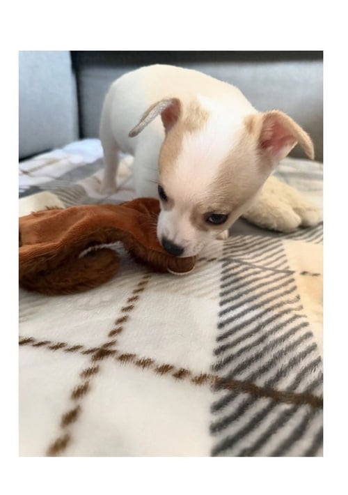 BINGO - Chihuahua available for adoption
