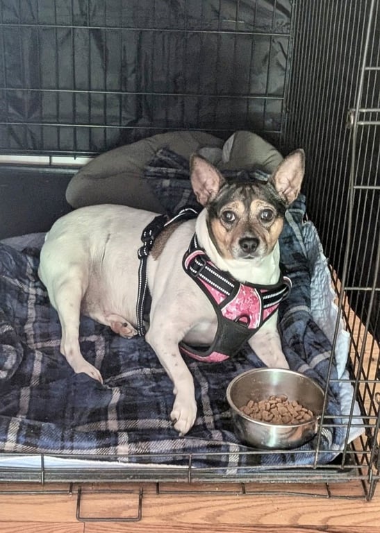 Roxie Image