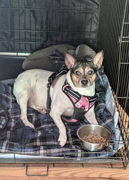 ROXIE - Jack Russell Terrier / Fox Terrier available for adoption