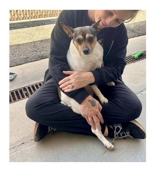 ROXIE - Jack Russell Terrier / Fox Terrier available for adoption