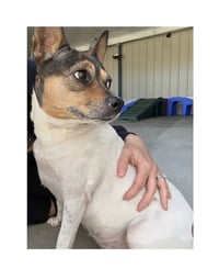 Roxie - Photo 3