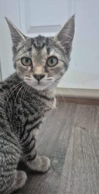 Ginger - Photo 1