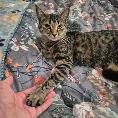 GINGER - Domestic Short Hair available for adoption