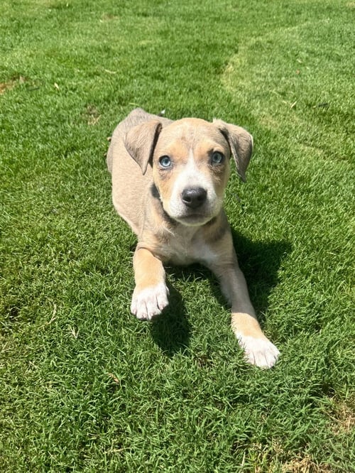 CHARLIE - Boxer available for adoption