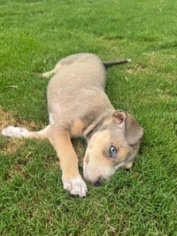 Charlie - Photo 3