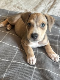 Charlie - Photo 1