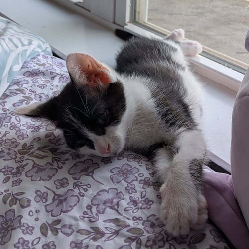 MINNIE - Domestic Medium Hair available for adoption