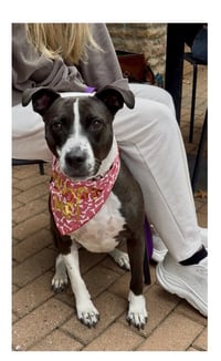 Sadie - Photo 4