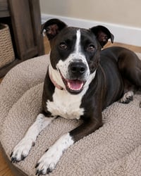 Sadie - Photo 1
