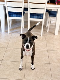 Sadie - Photo 3