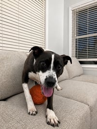 Sadie - Photo 4
