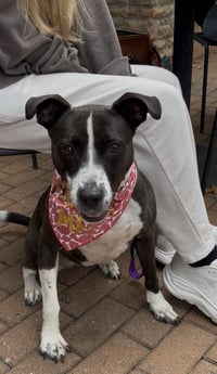 Sadie - Photo 2