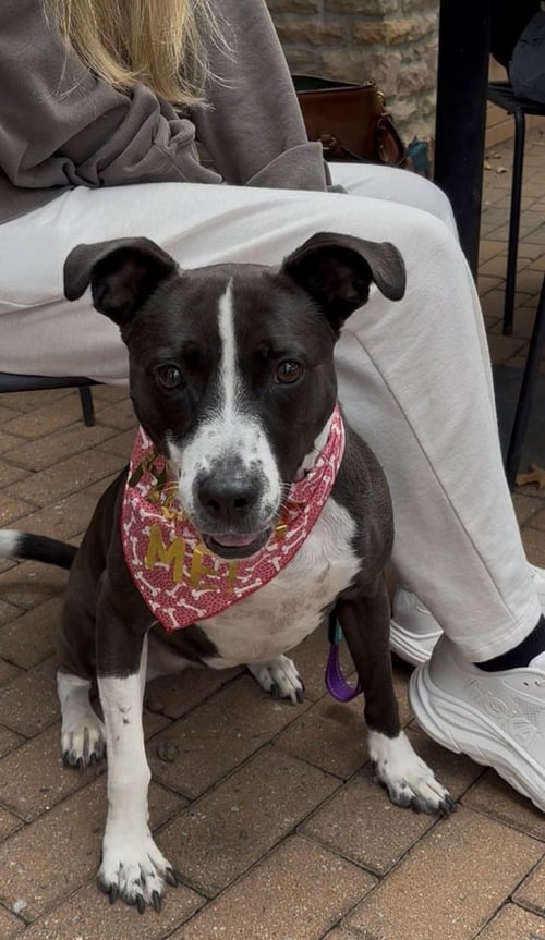 SADIE - Terrier available for adoption