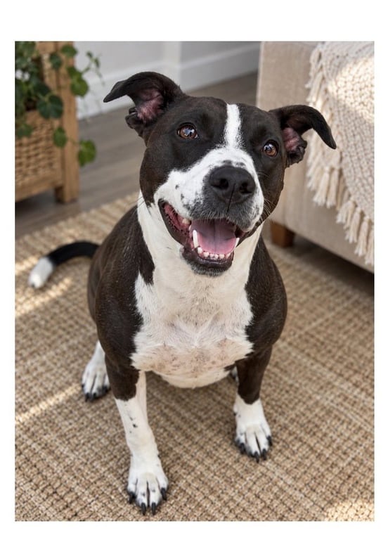 Sadie Image
