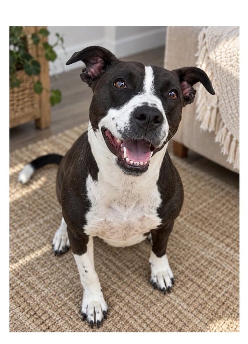 SADIE - Terrier available for adoption