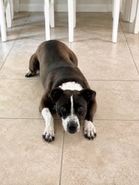 Sadie - Photo 2